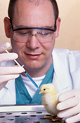 Photo: ARS microbiologist Darrell Kapczynski gives a baby chick a vaccine against Newcastle disease. Link to photo information