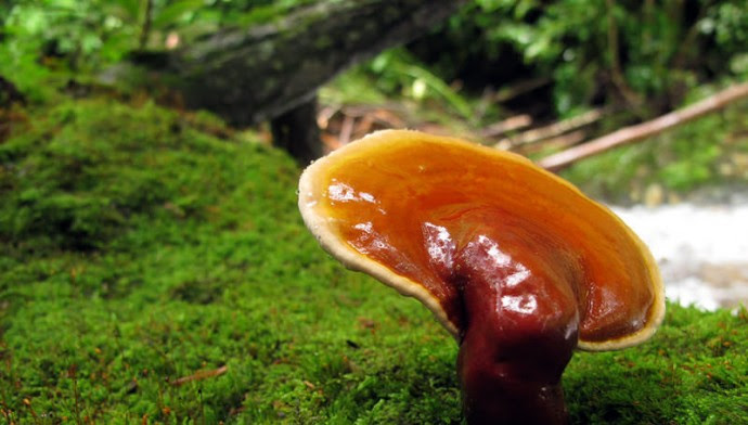 5 Medicinal Mushrooms That Help Heal the Human Body and the Ecosystem Reishi-medicinal-mushroom-690x392