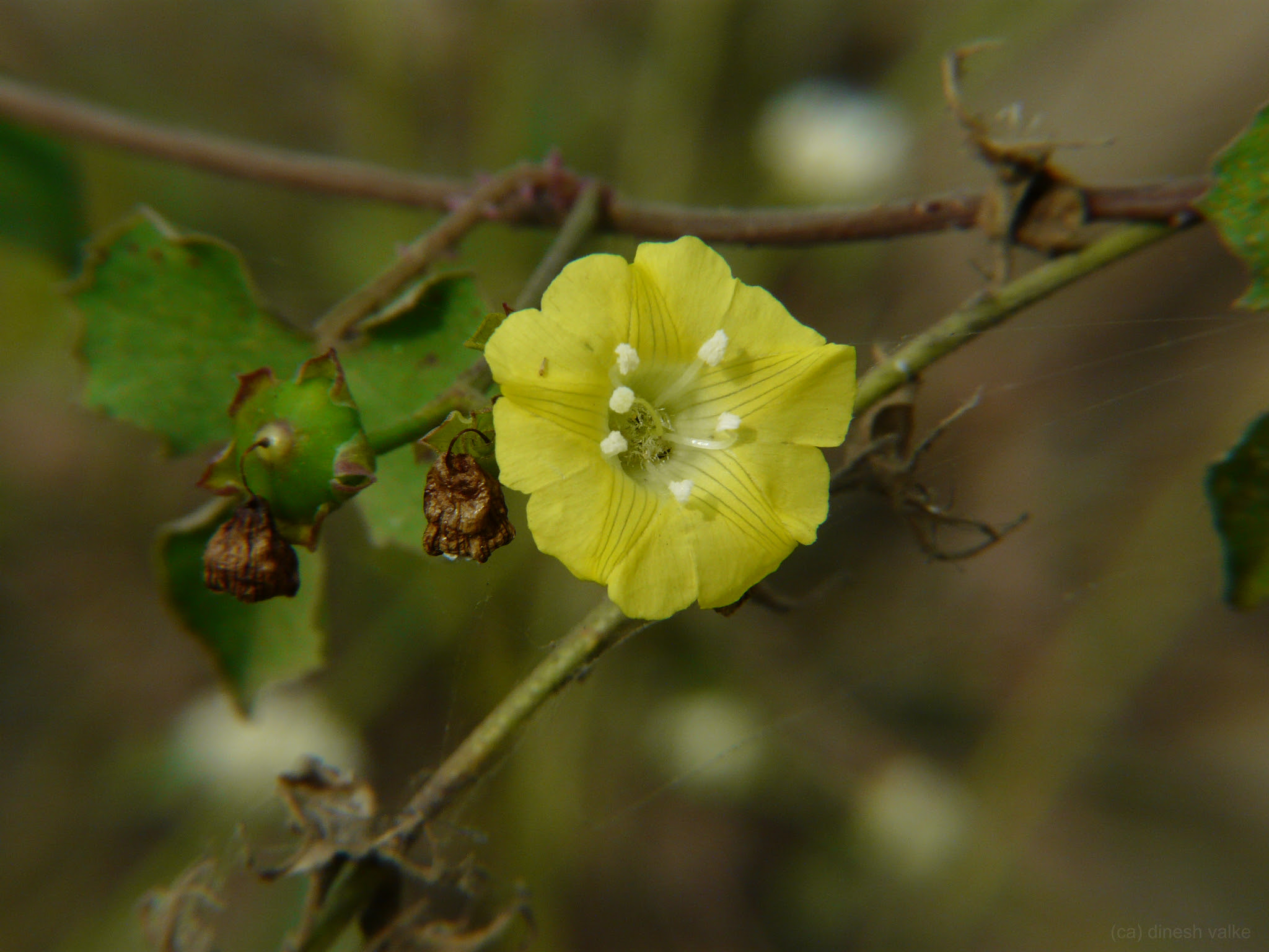 Merremia hederacea (Burm.f.) Hallier f.