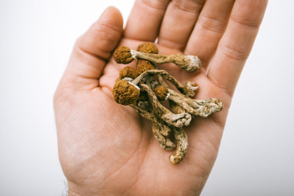 mushroom_cannabis at uvm