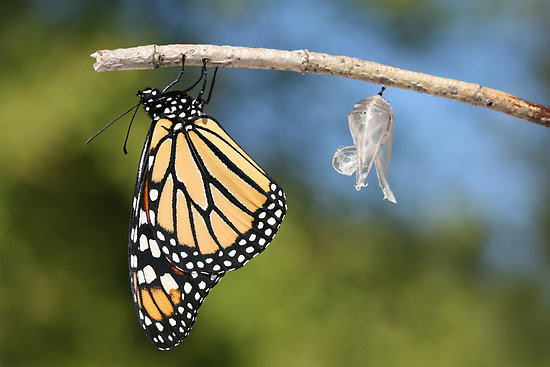 work 3795940 2 flat550x550075f monarch-butterfly-and-chrysalis