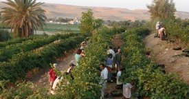 israel_picking_grapes