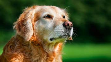 Claves para aumentar la esperanza de vida de tu perro
