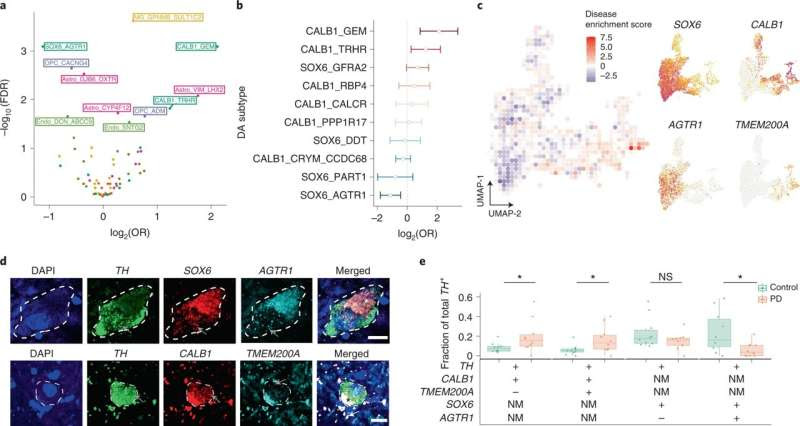 Researchers identify a subtype of brain cells that die in Parkinson’s patients