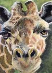 Original Gouache Painting Giraffe Face by RSalcedo Tiny ART OOAK ATC Best - Posted on Saturday, November 22, 2014 by Rebecca Salcedo