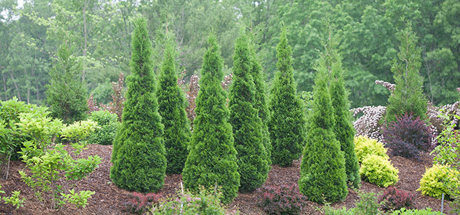 TOP-RATED PLANTS FOR EASY MAINTENANCE North-Pole-Thuja-landscape_Proven-Winners