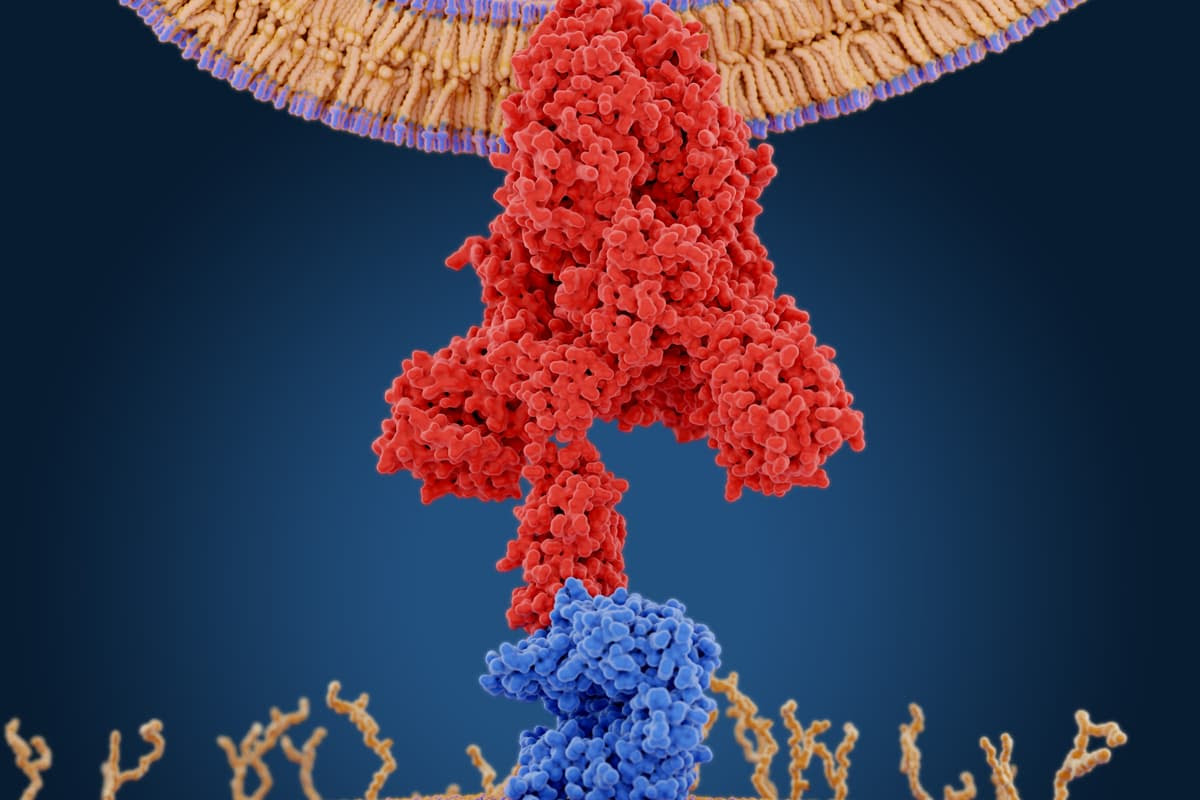 The SARS-CoV-2 spike protein (in red) enters human cells via a receptor called ACE2 (in blue). A study discovered a pre-existing drug can reduce the volume of ACE2 receptors on our cells, hypothetically reducing opportunities for viral infection.