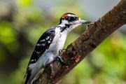 Woodpecker bird animal