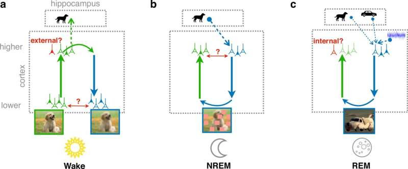 Strange dreams might help your brain learn better, according to research by HBP scientists