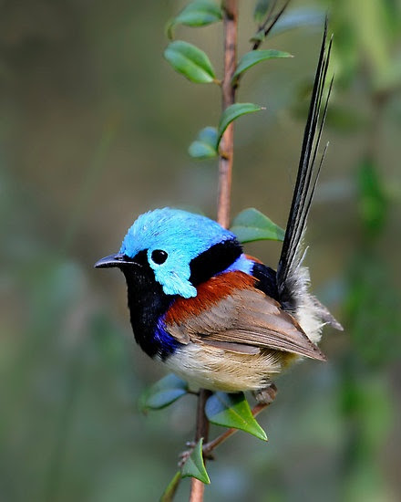  Variegated Fairy-wren