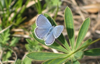 A Karner blue butterfly rests on a plant.