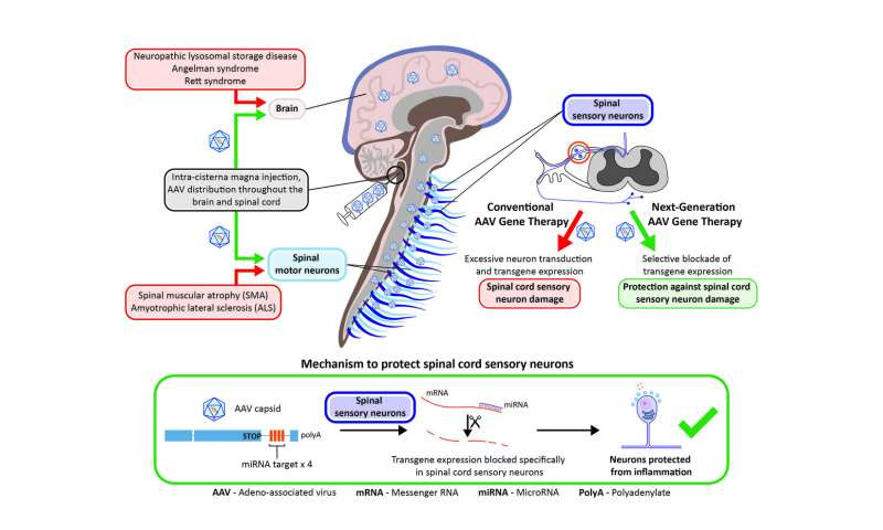 Penn researchers develop approach to prevent toxicity tied to neurological gene therapy