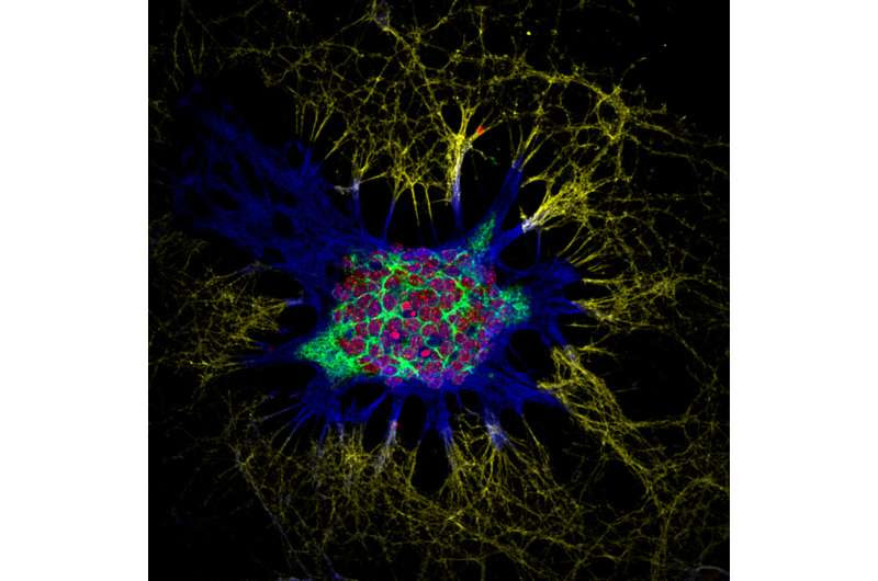 Neuronal circuit serving social interaction