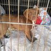 Dattero & Nocciolina taglie piccole in adozione 0