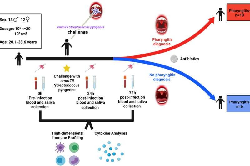 Immune discovery could aid vaccine development for common cause of sore throat