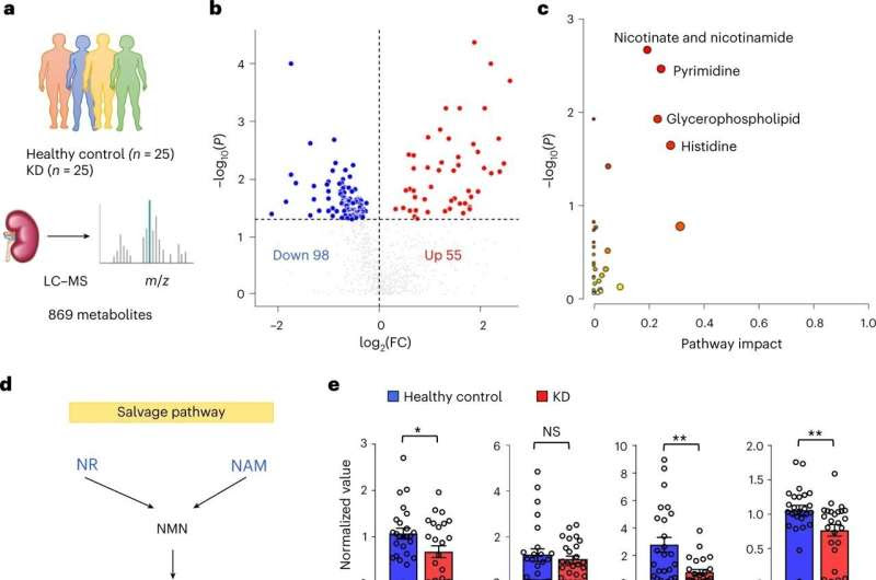 Key mechanism for kidney disease identified