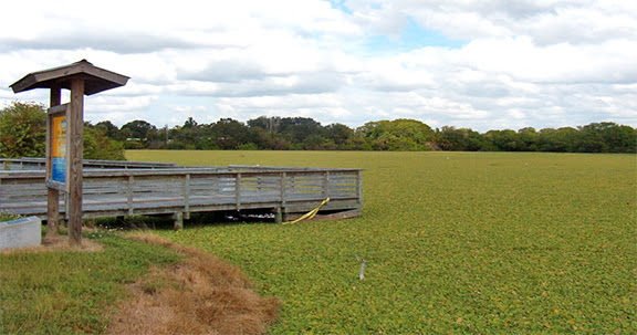 Bobby Hicks Water Hyacinth