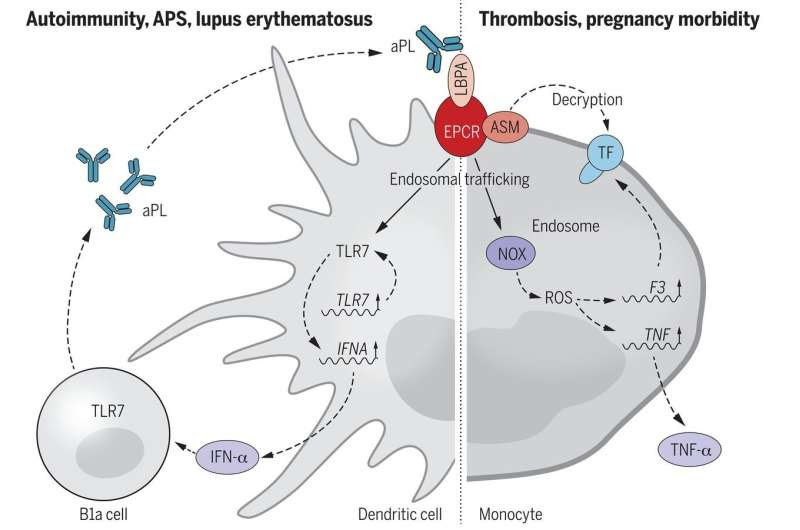 Antiphospholipid syndrome breakthrough: Cell-surface targets identified, opening path to therapies