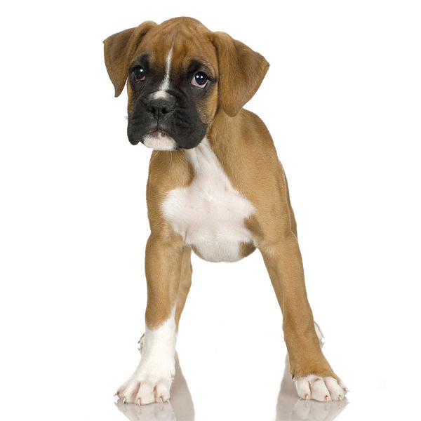 boxer puppy boxer puppy