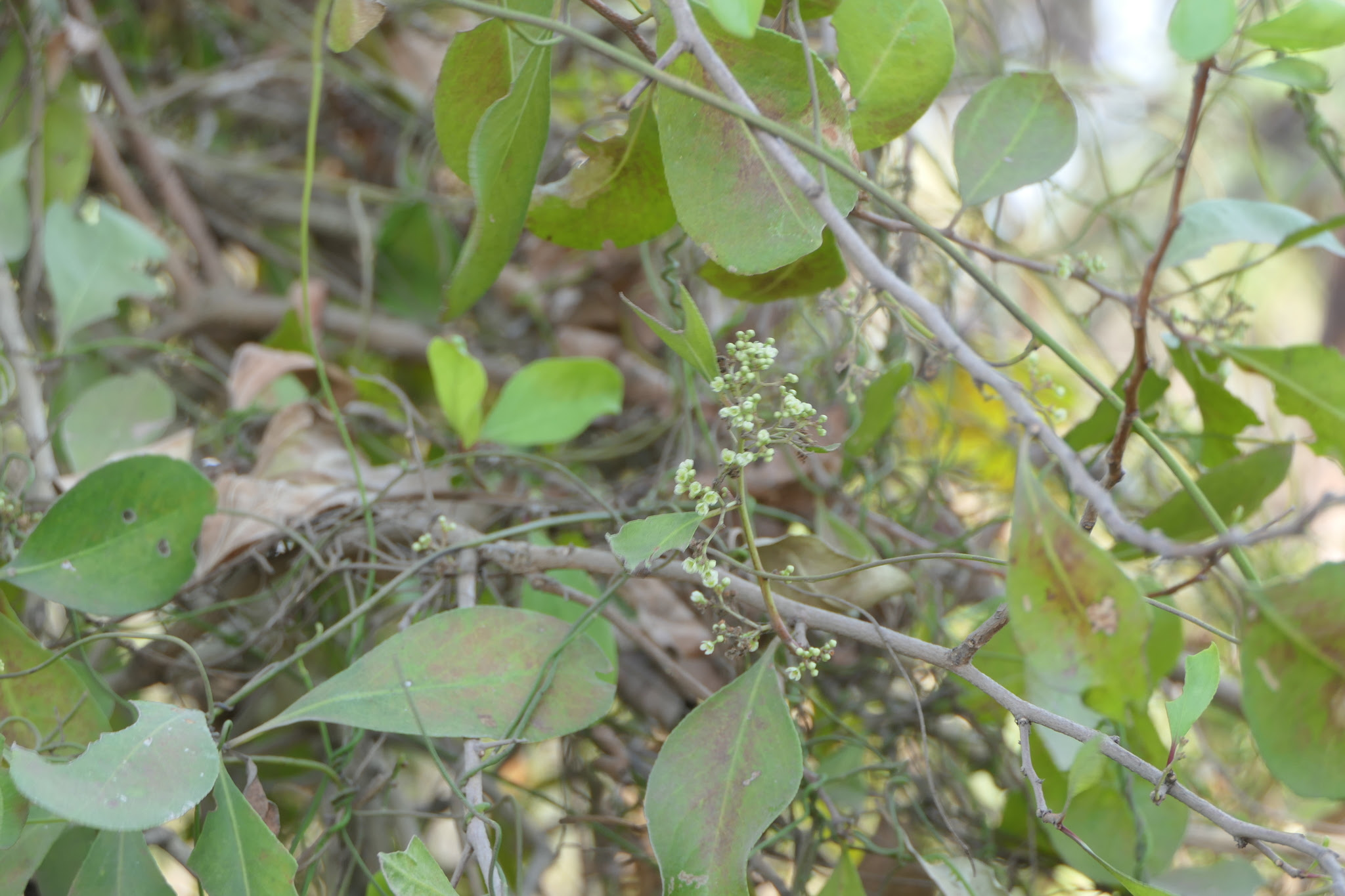 Gymnosporia senegalensis (Lam.) Loes.