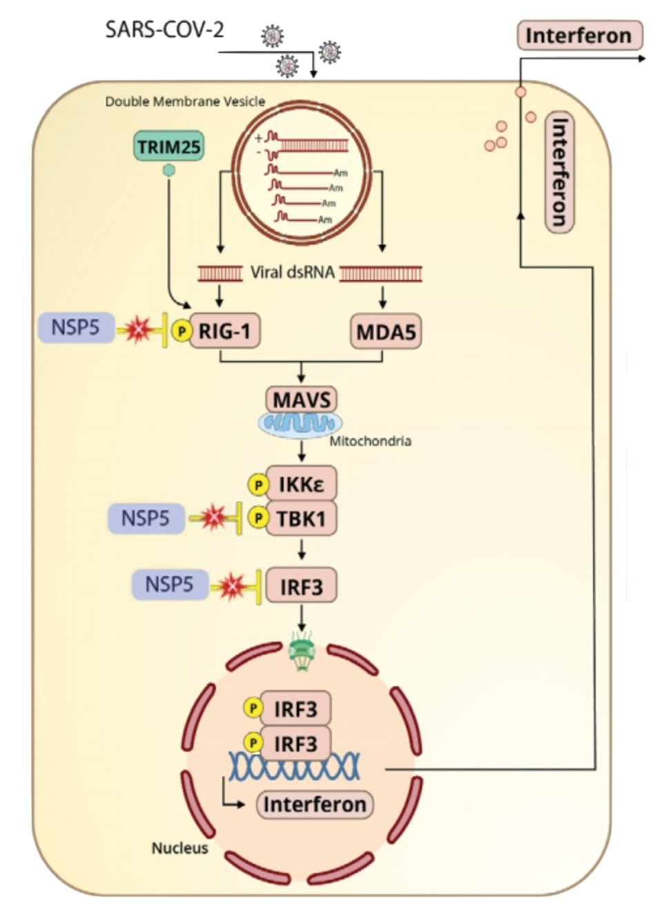 NSP5 interrupts interferon pathway