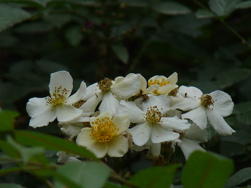 Rosa brunonii