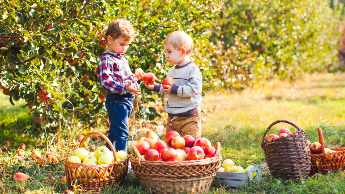 Two young children pick apples in an orchard