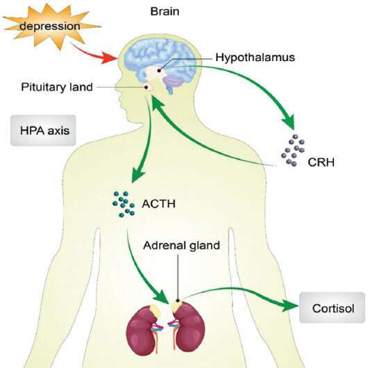 Study links hormones, blood sugar, blood lipids, and BMI to the severity of major depressive disorder and suicide risk