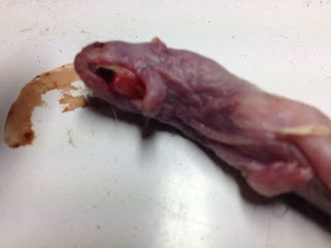 deformed mink fetus