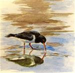 Oyster Catcher - Posted on Wednesday, April 1, 2015 by Ulrike Miesen-Schuermann