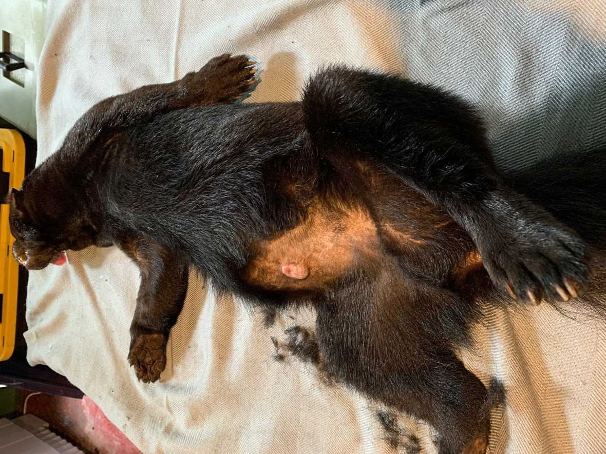 Tayra under anesthesia on back with shaved lower stomach revealing a small cyst