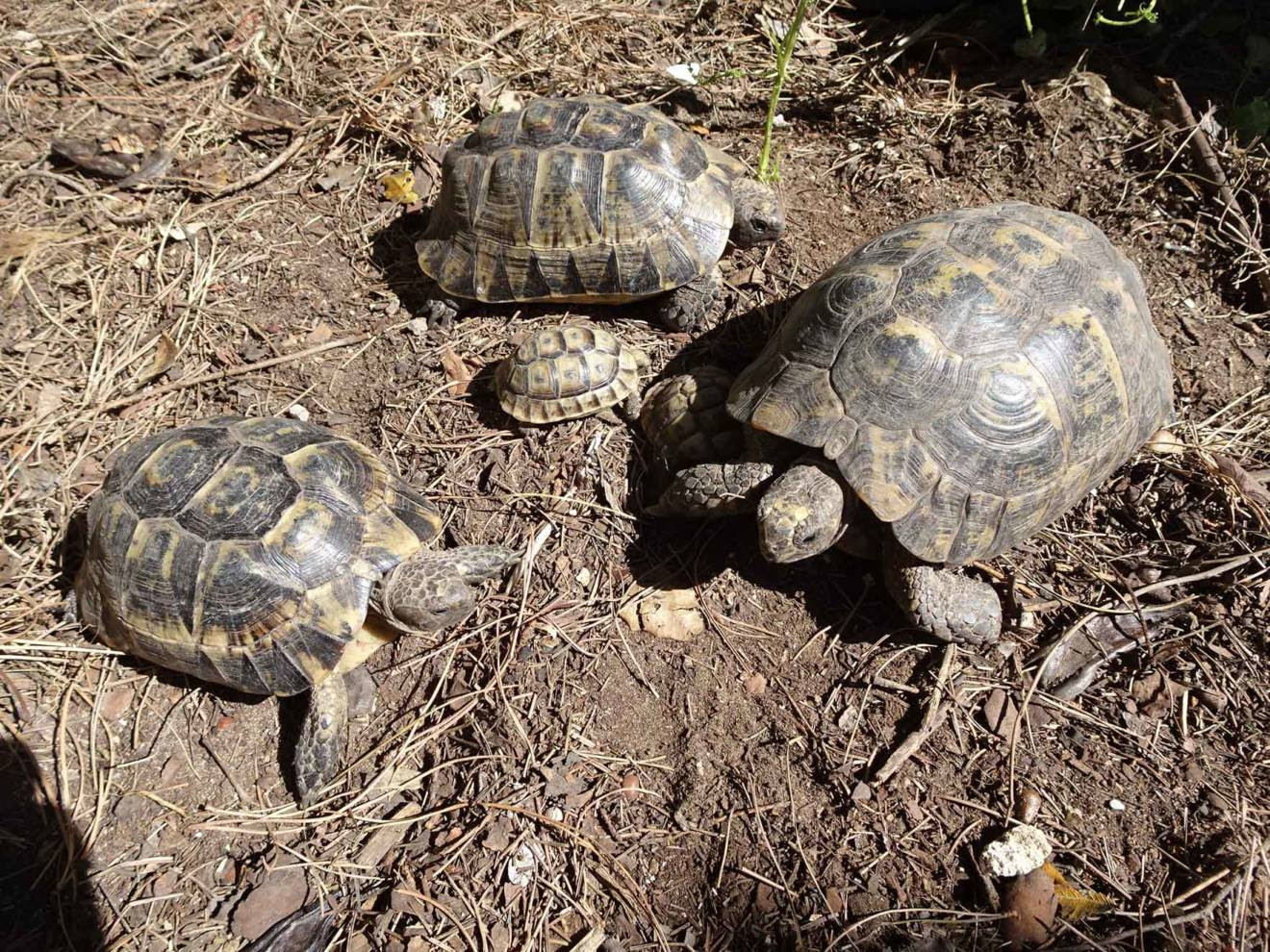 Sancionados por un
                                            proyecto de devolución de
                                            tortugas moras a su hábitat
                                            natural