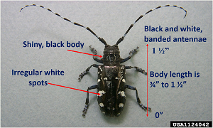 Asian longhorned beetle with descriptive notes.