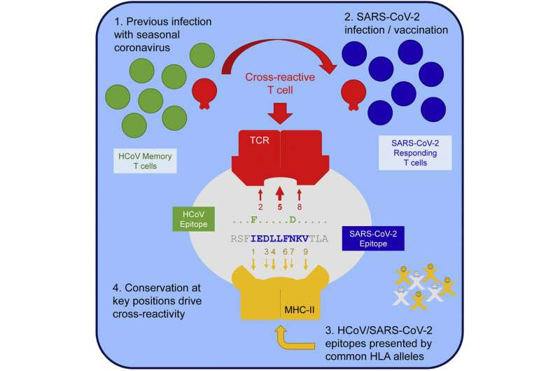 Researchers identify common antigens among human coronaviruses