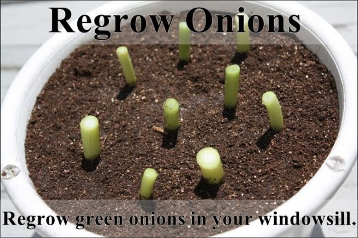 garden tips