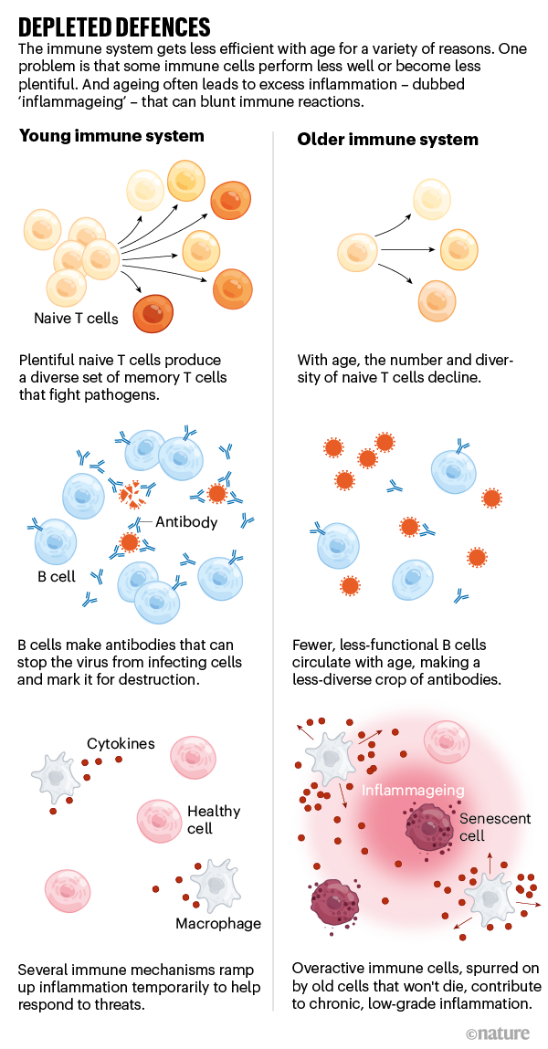 Depleted defences. Graphic showing difference between young and old immune systems.