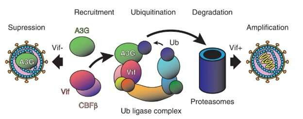 Researchers solve structure of immune-evading HIV protein complex