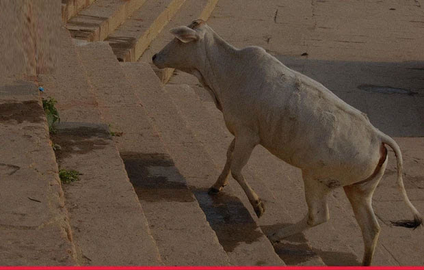 Một con bò có thể đi lên cầu thang nhưng không thể đi xuống nếu không được dắt.