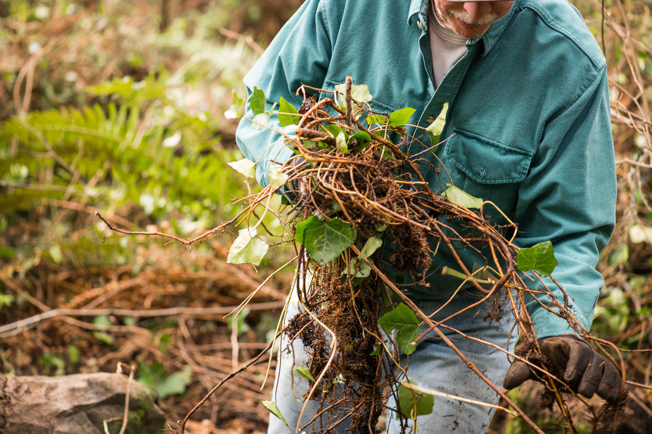 Stewardship Opportunities