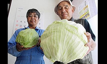 Fukushima-mutant-cabbage-4844-1407858718