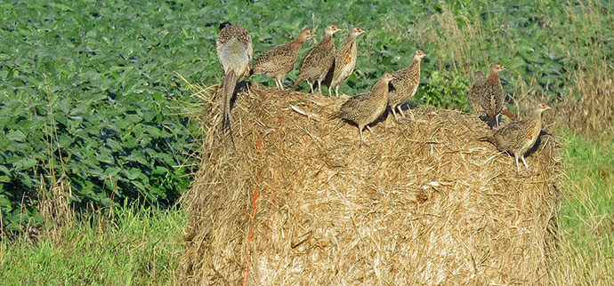 pheasant brood