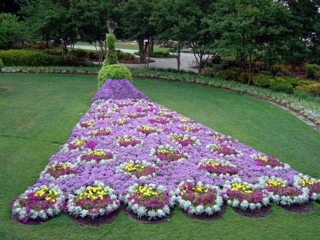 Peacock garden