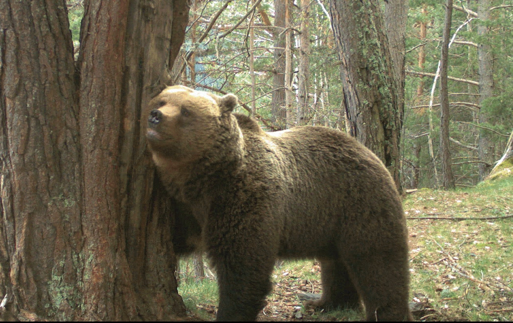 Brown bear rubbing against a tree