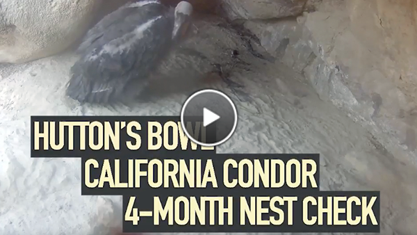Watch biologists enter a condor nest and conduct a health check. 