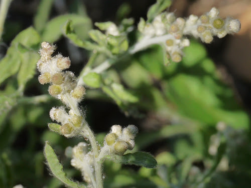 Gnaphalium polycaulon Pers.