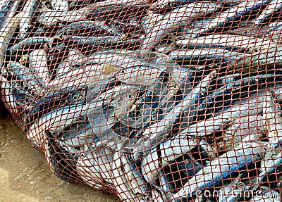 Net is full of fish. Nice catch!