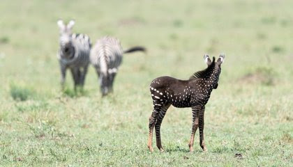 Spotted in Kenya: A Baby Zebra With Polka Dots