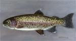 Rainbow Trout - Posted on Tuesday, January 20, 2015 by Cristine Kossow