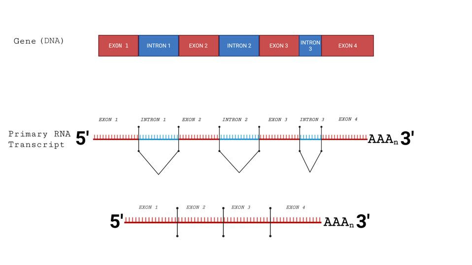 Splicing of cellular messenger RNAs.