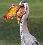 Goldfish with great blue heron